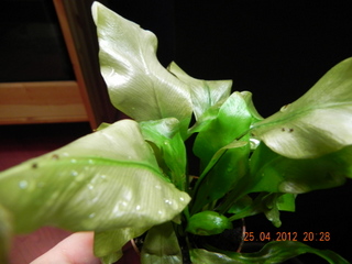 DSCN0001.JPG