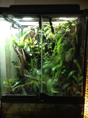 Terrarium 1, daggeco