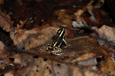 P. lugubris