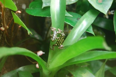R. flavovittata