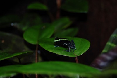 P. aurotaenia