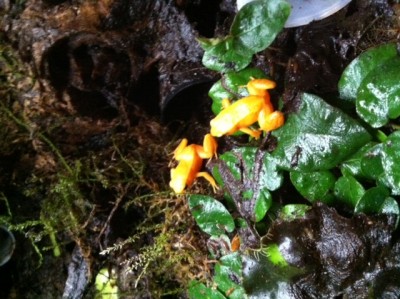 M.aurantiaca