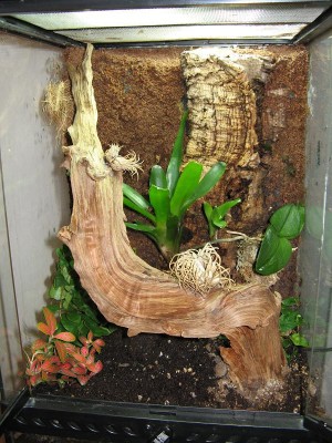 Så som det ser ut idag. Tillandsiorna på roten sitter kvar sen ett gammalt terrarium och är döda.