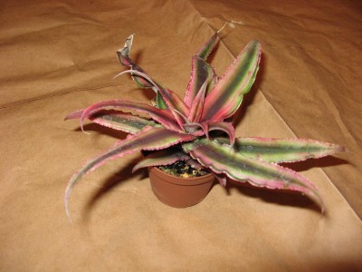 Köpte en liten Bromelia idag. Är det någon som vet om den vill stå torrt eller kan man plantera den i bottensubstratet?