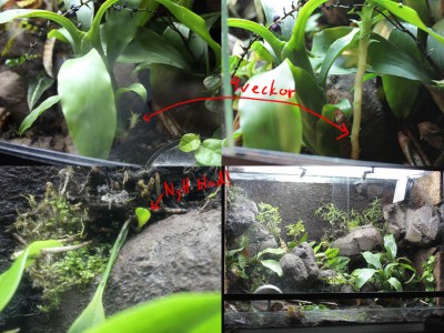 terrarium_1.jpg