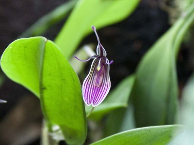 Restrepia purpurea