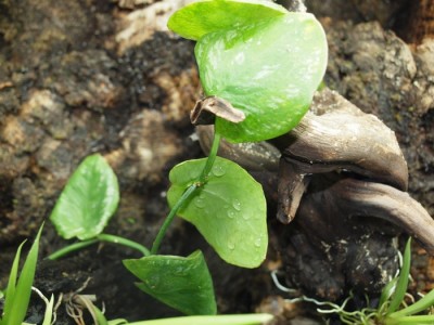 ankfotsmonstrea