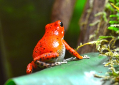 redfrogbeach.jpg