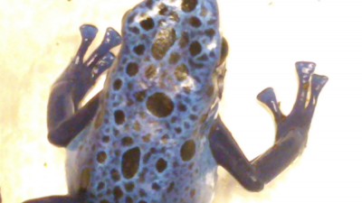 Azureus-1-5.jpg