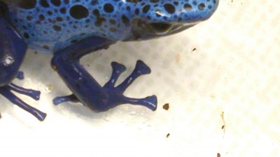 Azureus-2-7.jpg