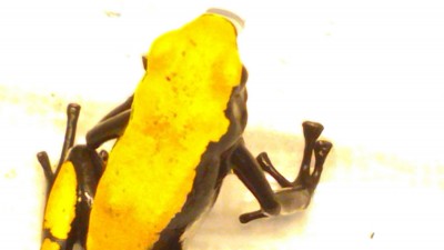 Galact-gul-2-7.jpg