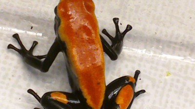 Galact-orange-1-5.jpg