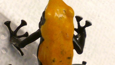 Galact-orange-3-5.jpg