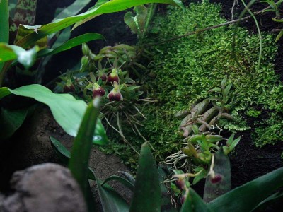 Terrarium_aug2.jpg