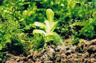 makro01l.jpg