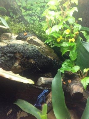 D T Azureus