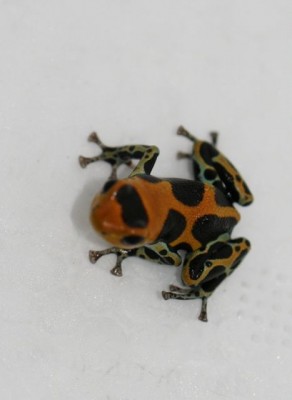 Ranitomeya imitator "intermedius"