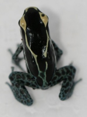 Powder blue tinctorius