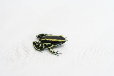 D.truncatus nilo