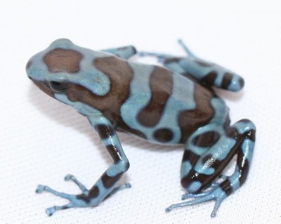 D. auratus blue &amp; bronz