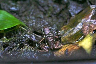 altamazonica.jpg