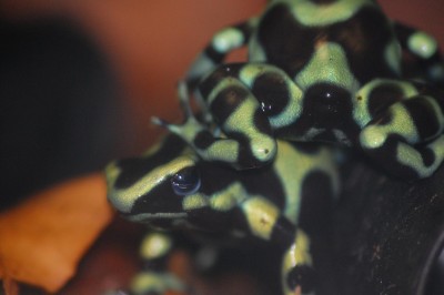 auratus.jpg