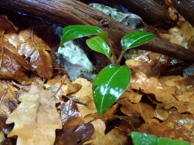ludisia discolor