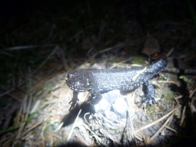 Salamander.jpg