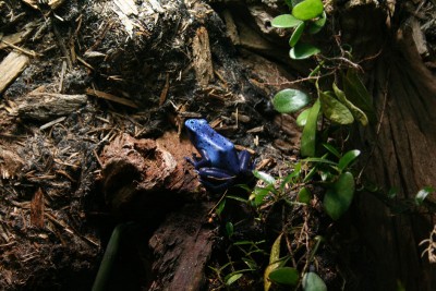 azureus.jpg