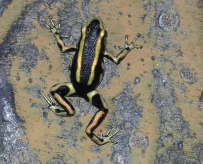 Truncatus.jpg