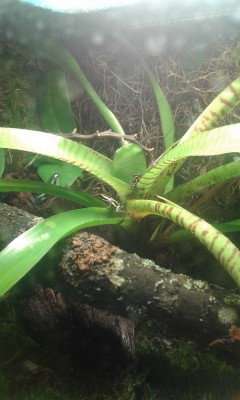 frogs