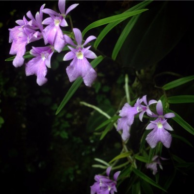 ImageUploadedByTapatalk1420384068.564606.jpg