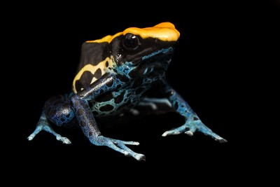 Dendrobates tinctorius brasil