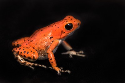 Redfrogbeach.jpg