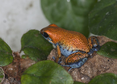Oophaga sp. Escudo