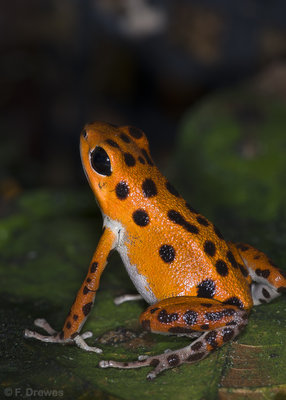 Oophaga pumilio 'Bastimentos', ung hane