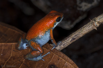 Oophaga sp. Escudo