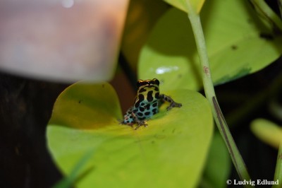 ventrimaculatus.jpg