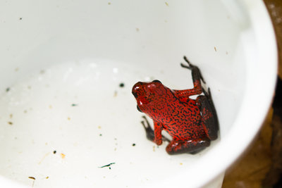 pumilio_DSC_8618.jpg