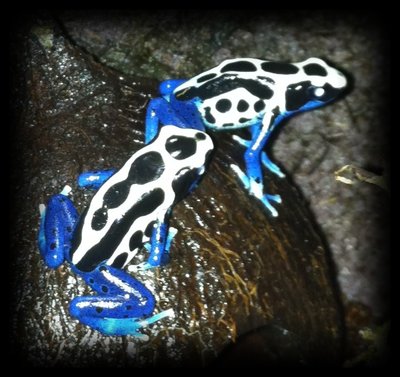 D t Oyapock.jpg (175.64 KiB) Visad 5200 gånger Dendrobates tinctorius 'Oyapock'