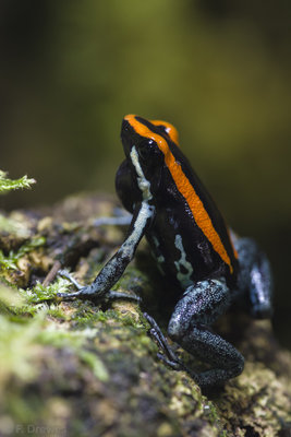 Phyllobates vittatus hane
