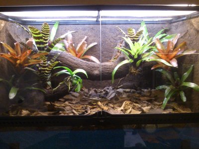 bullseye brown terrarium.JPG (398.27 KiB) Visad 10603 gånger bullseye brown terrarium