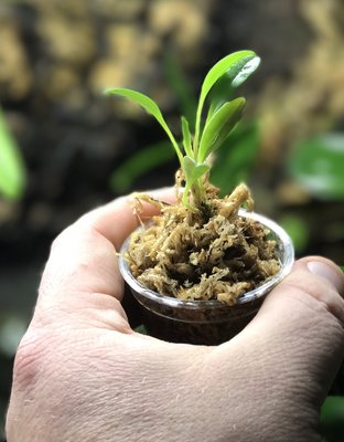 Masdevallia ventricosa