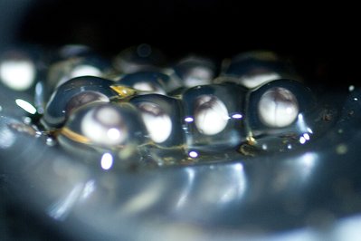 D14_3553egg.JPG