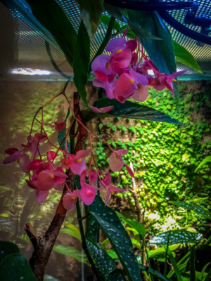 Prickbladsbegonia3.png