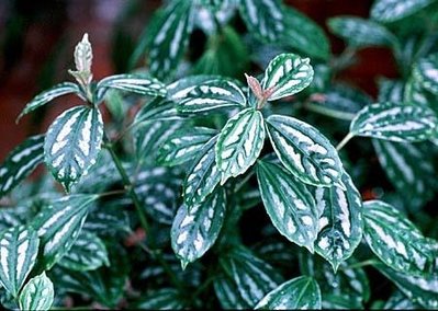PileaCa8.jpg