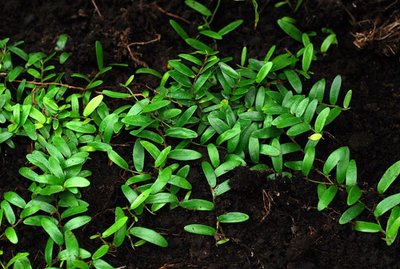 Ficus-punctata.jpg