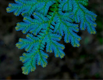 Selaginella.png