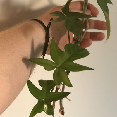 Monstera 'sp mini'
