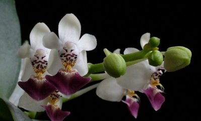 Phalaepnopsis parish.png (279.56 KiB) Visad 15415 gånger Phalaenopsis parishi - en liten rackare ...